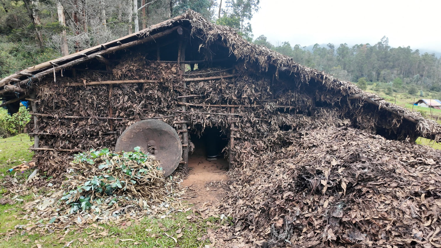 Traditional hut made of mud and leaves in a rural setting