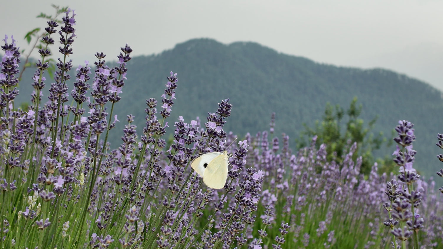 Butterfly on lavender flowers with a mountain in the background