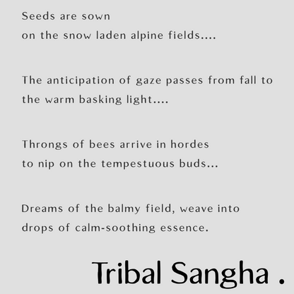 Himalayan Lavender essential oil described in poetic essence with Tribal Sangha branding