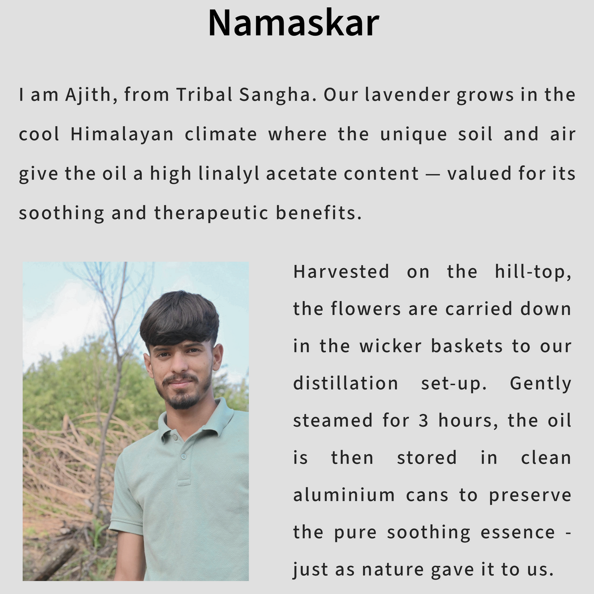 Tribal Sangha's lavender oil distiller with text about the cultivation and traditional steam-distillation craft in the Himalayas