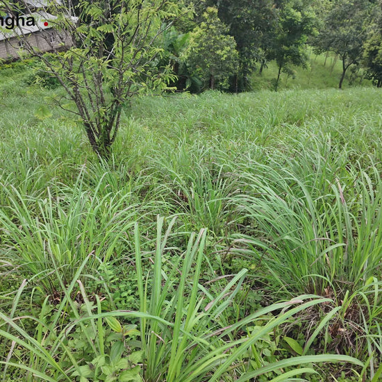 Video showing Java citronella essential oil traditional steam-distillation process, from harvesting citronella to collecting the essential oil
