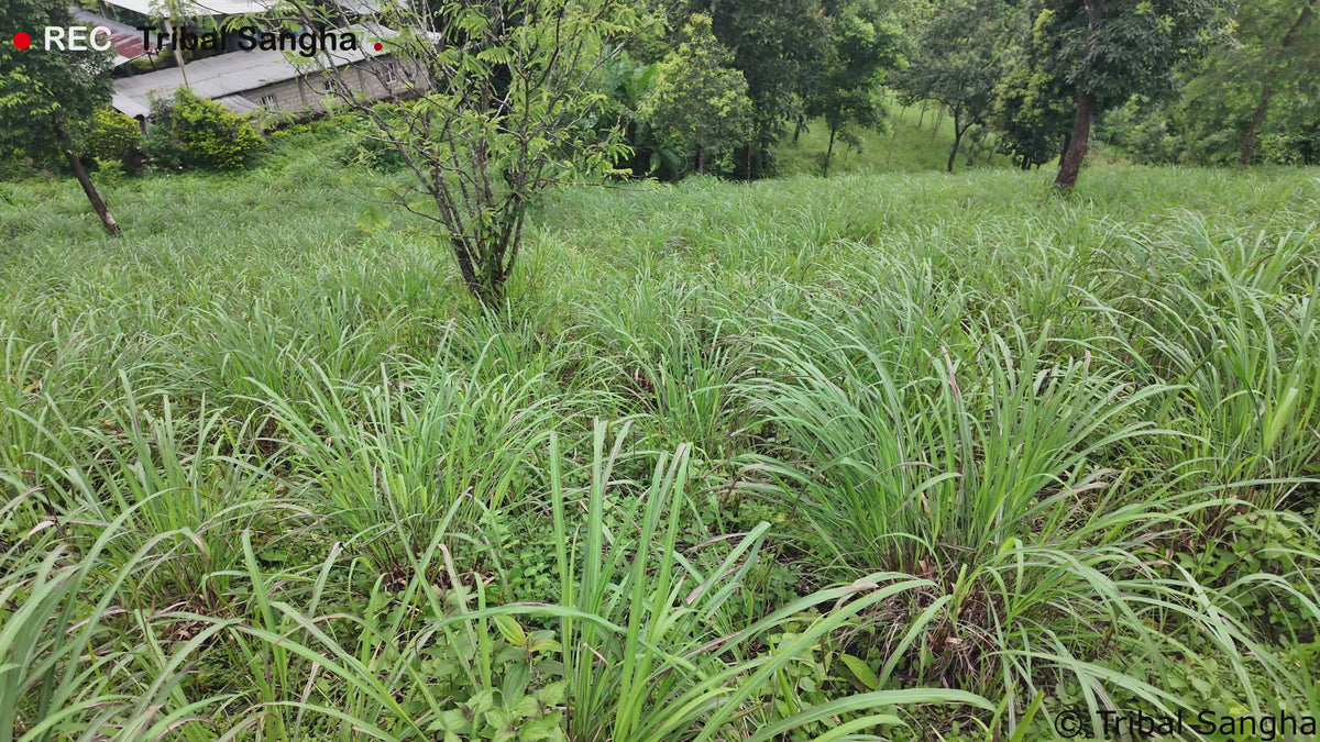 Video showing Java citronella essential oil traditional steam-distillation process, from harvesting citronella to collecting the essential oil