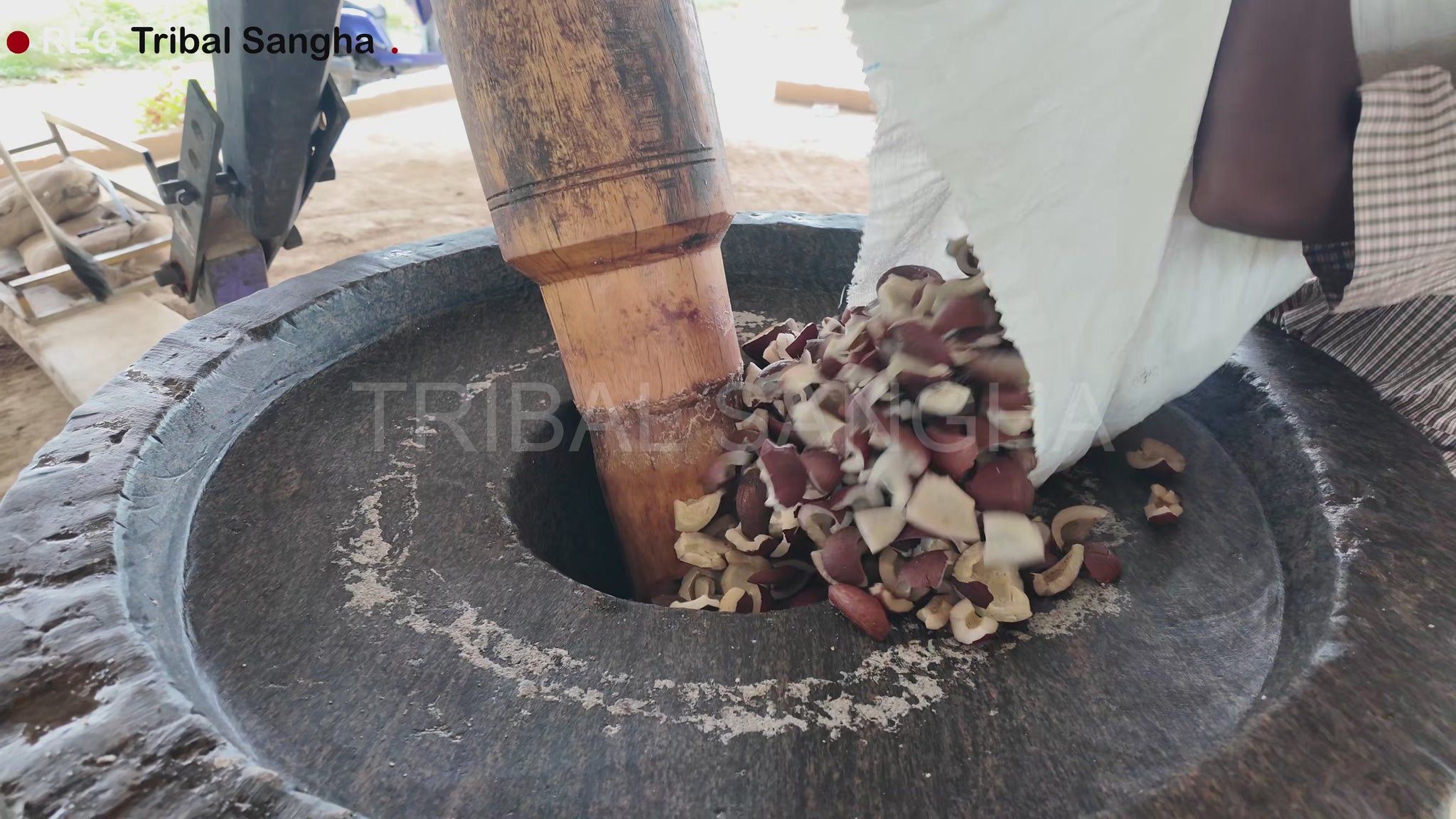 Video showing traditional bull-driven process for extracting stone-pressed coconut baby oil