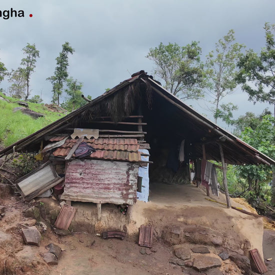 Video showing Kochi lemongrass essential oil traditional steam-distillation process, from harvesting lemongrass to collecting the essential oil