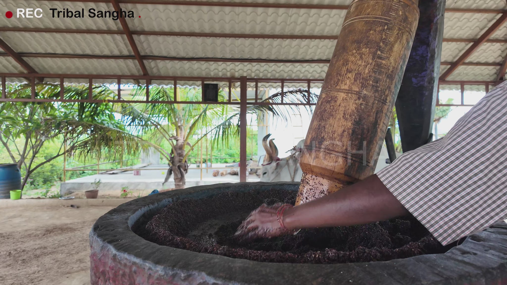 Video showing traditional bull-driven process for extracting stone-pressed sesame baby oil