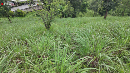 Java Citronella Essential Oil