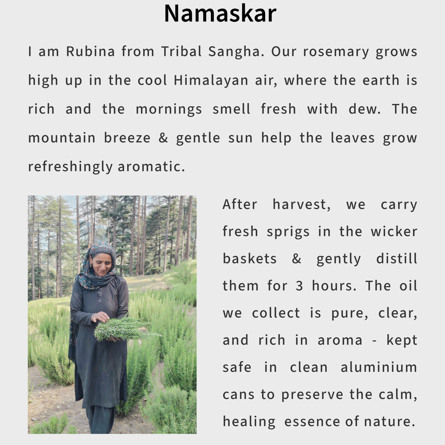 Himalayan Rosemary Essential Oil