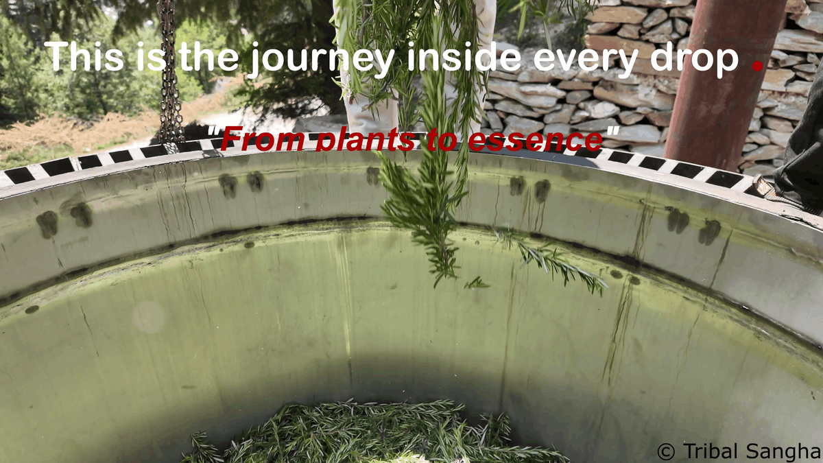 Freshly harvested Rosemary leaves being lowered into a distillation vessel, with text highlighting the plant based essential oil extraction