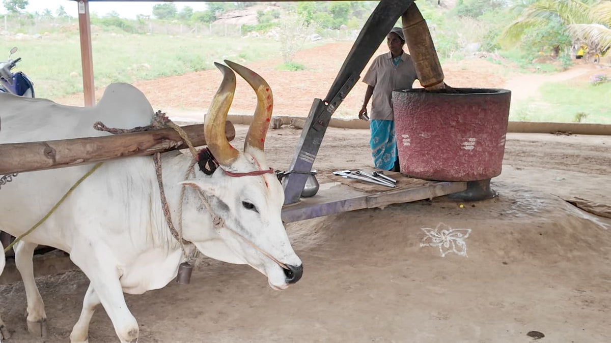 Bull-driven stone mill being used for traditional oil extraction
