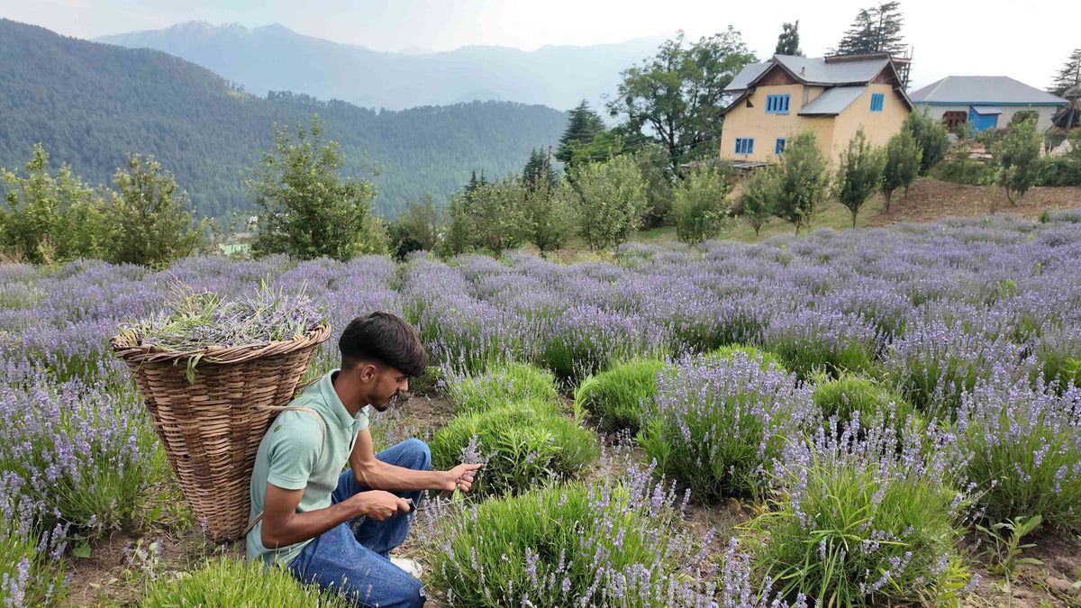 A farmer harvesting organic lavender plants at a Tribal Sangha farm in the Himalayas