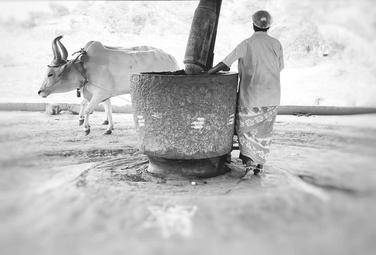 A sangha member operating a stone-pressed, bull-driven oil mill, a 2,000 year old traditional method preserved by Tribal Sangha